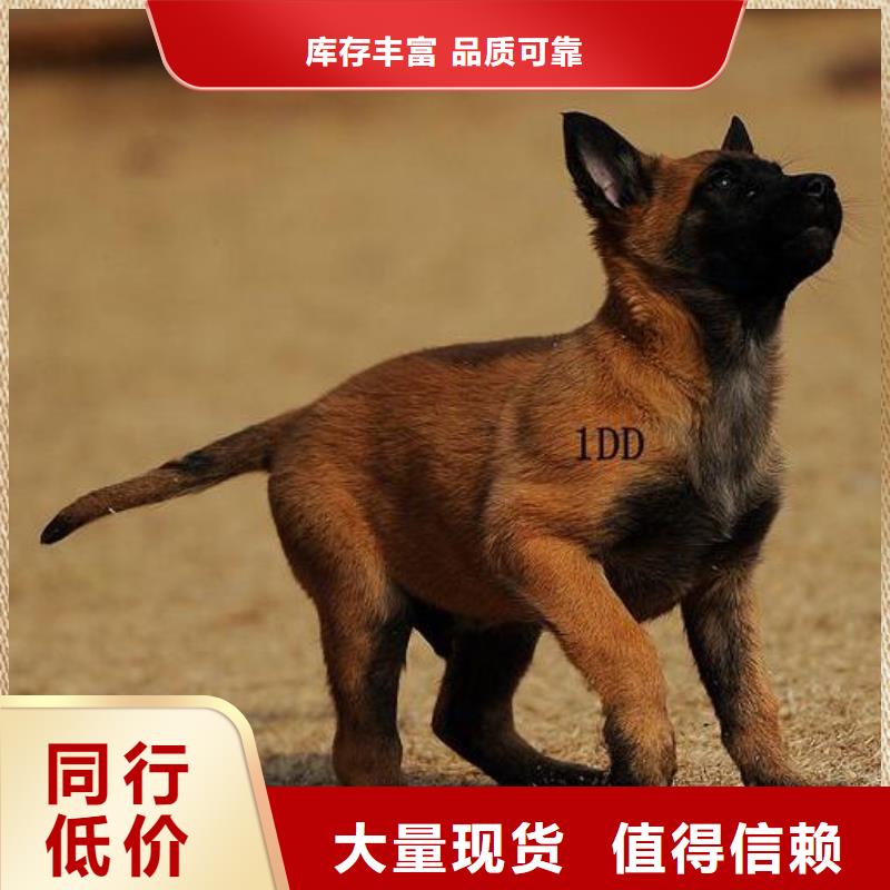 礼泉|彬县|安康|商洛|榆林|西安|延安|汉中一品【 马犬 杜宾犬常年出售】