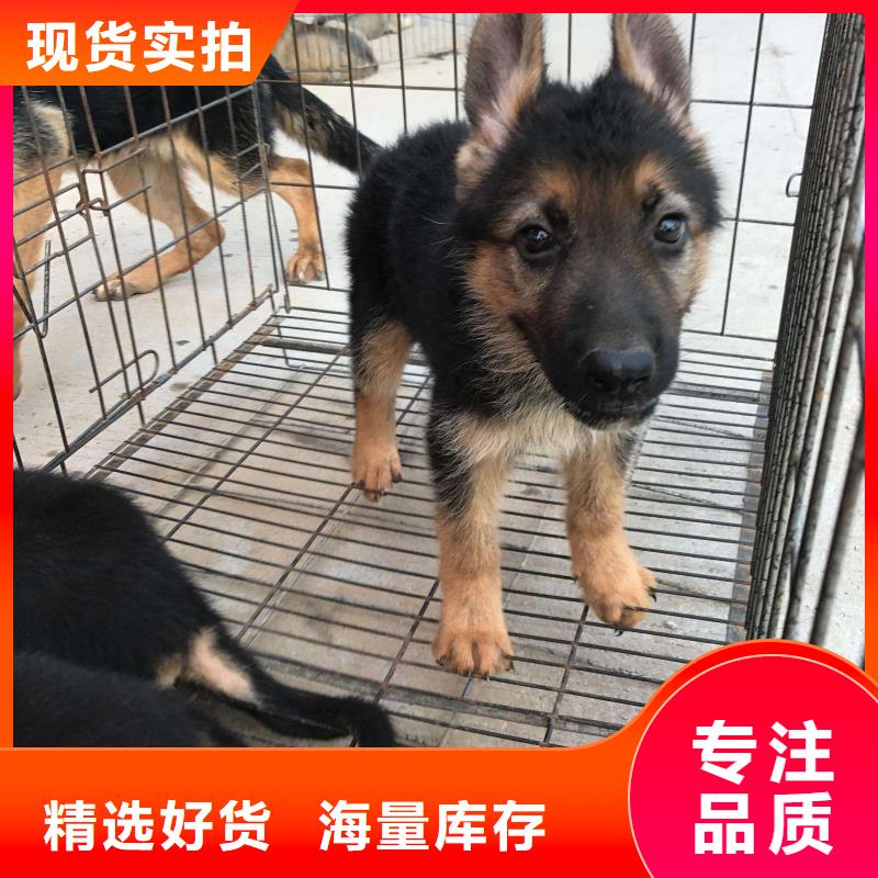 德国牧羊犬德牧犬产品优势特点