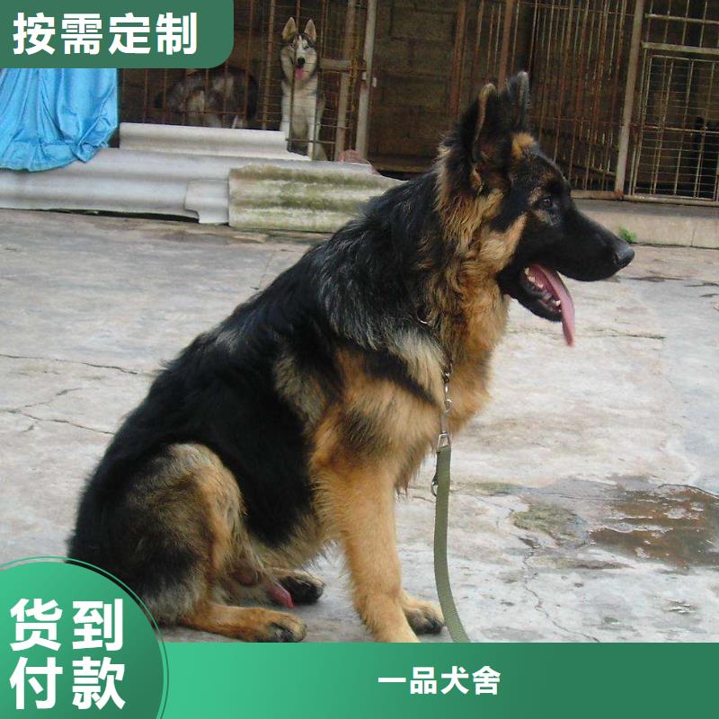 安宁|皋兰|平凉|嘉峪关|金昌|甘南|酒泉【德国牧羊犬】卡斯罗犬海量库存-一品