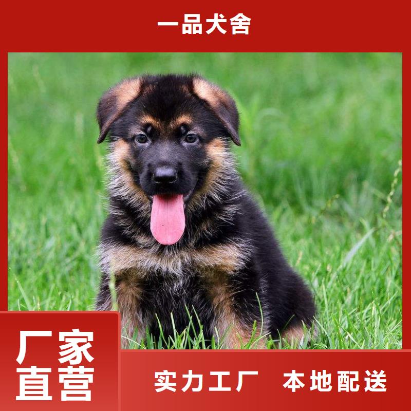 安宁|皋兰|平凉|嘉峪关|金昌|甘南|酒泉【德国牧羊犬】卡斯罗犬海量库存-一品