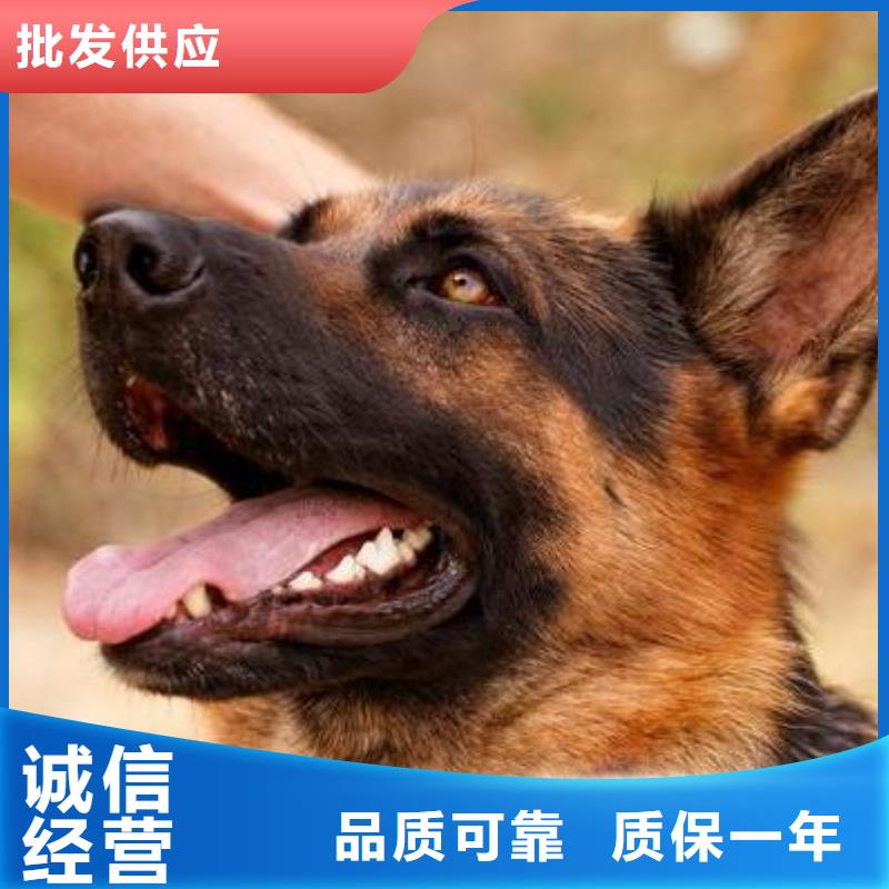 德国牧羊犬马犬货源直供