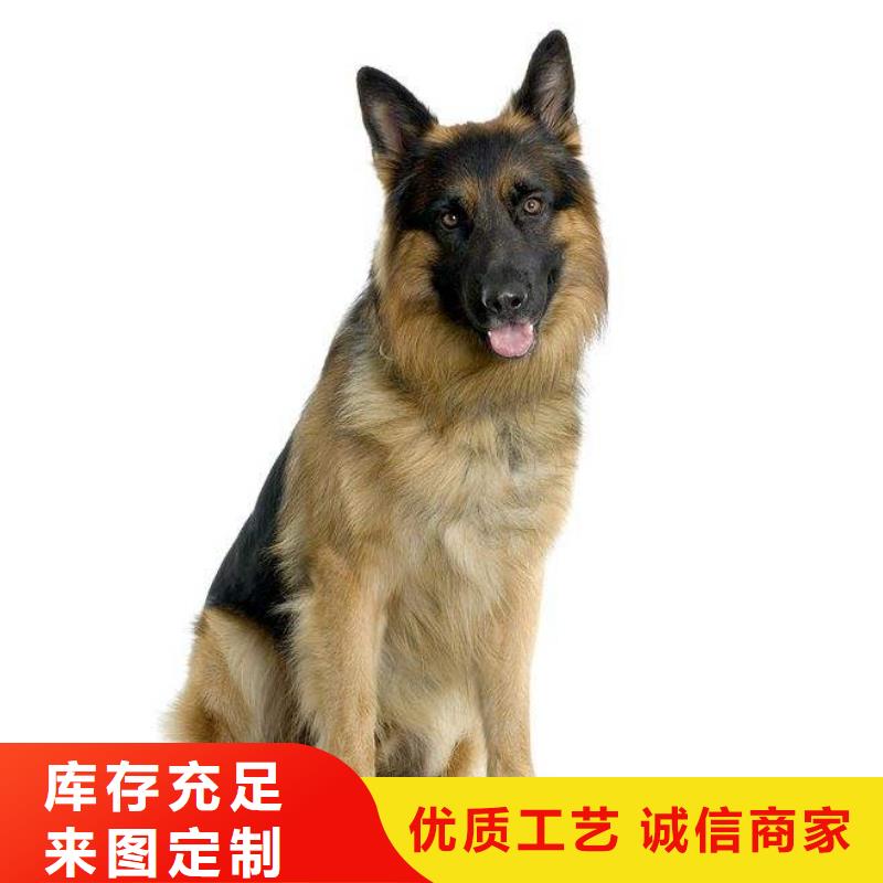 德国牧羊犬,杜高犬支持大小批量采购