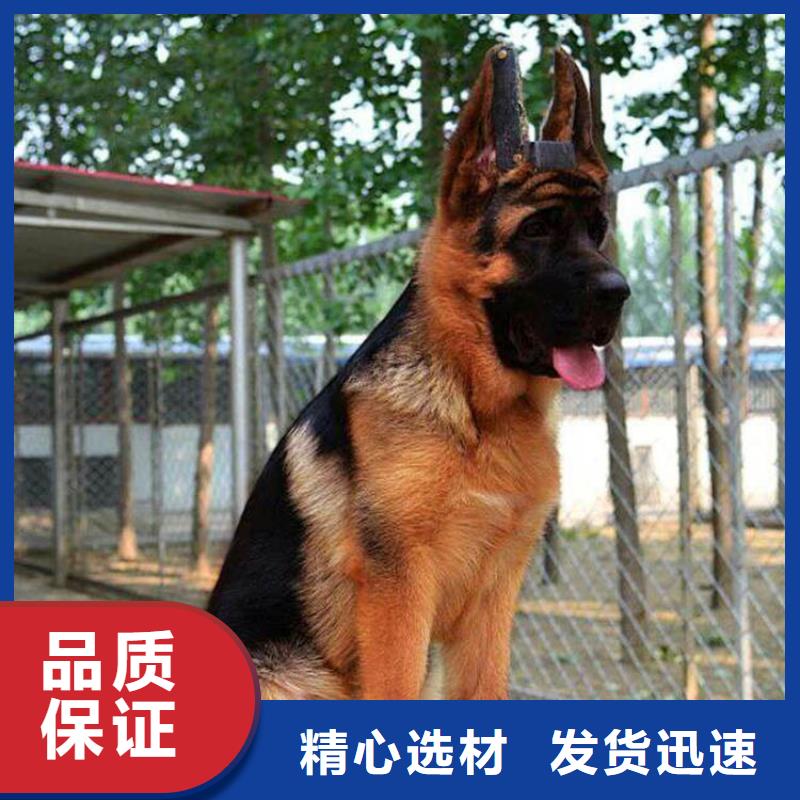 德国牧羊犬_德牧犬多种场景适用