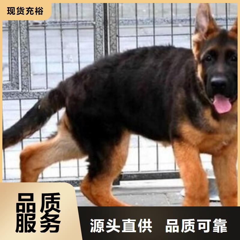 德国牧羊犬德牧犬产品优势特点