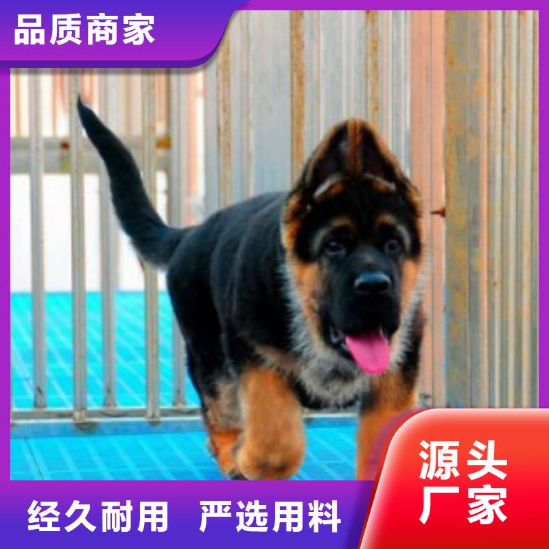 德国牧羊犬杜高犬厂家采购