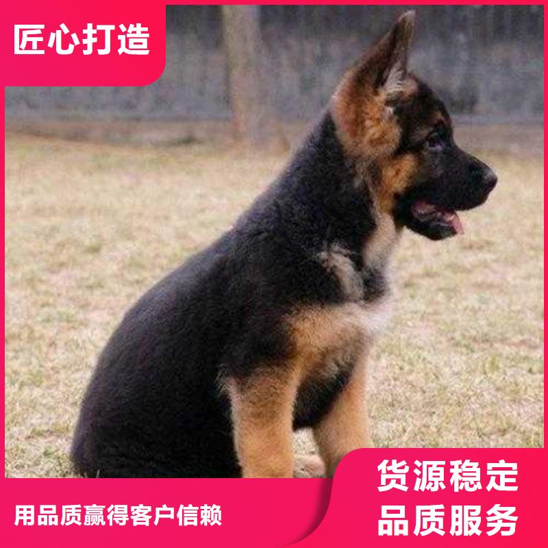 德国牧羊犬杜高犬敢与同行比价格