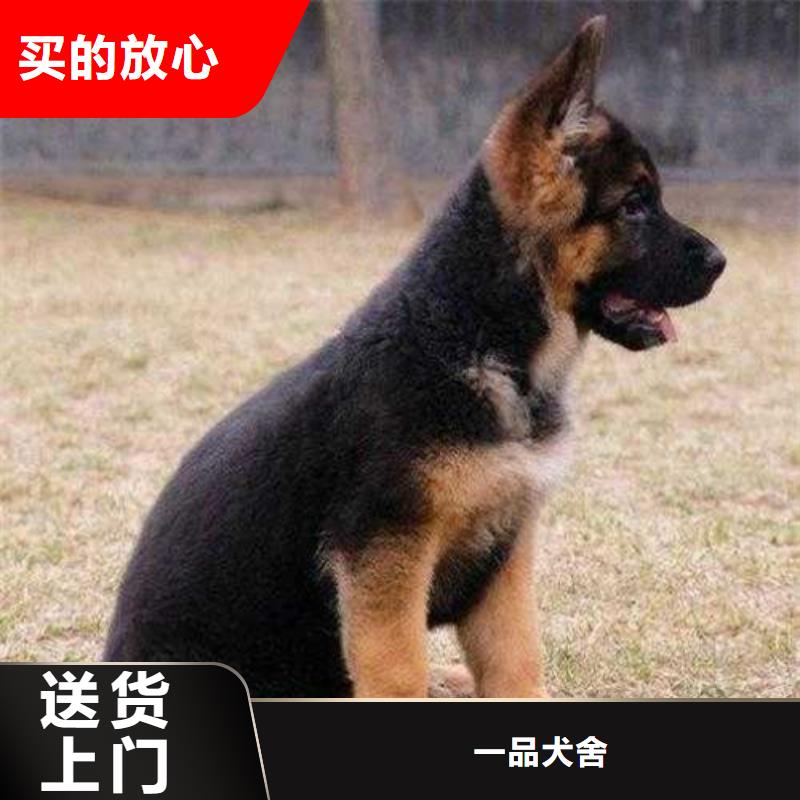 德国牧羊犬罗威纳犬支持定制批发