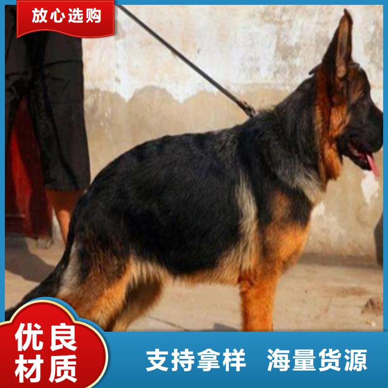 德国牧羊犬_德牧犬多种场景适用