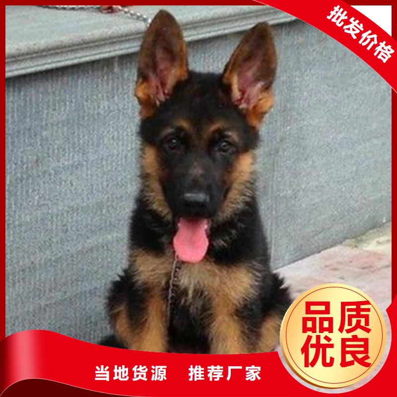德国牧羊犬,马犬买的是放心