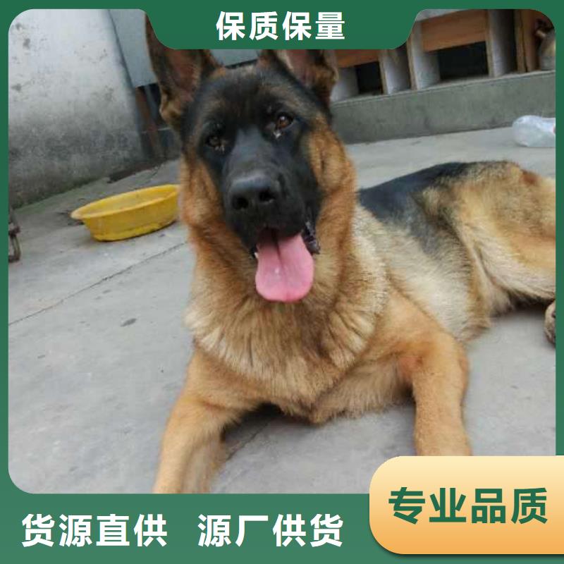 德国牧羊犬卡斯罗犬品质不将就